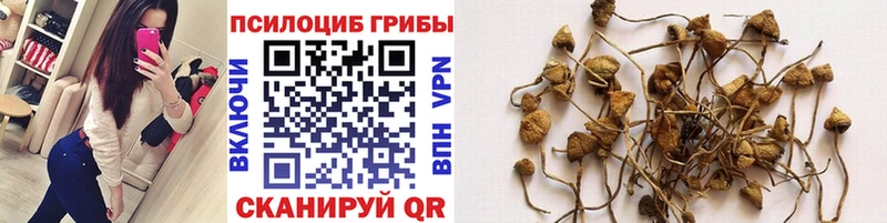Галлюциногенные грибы Psilocybine cubensis Фокино